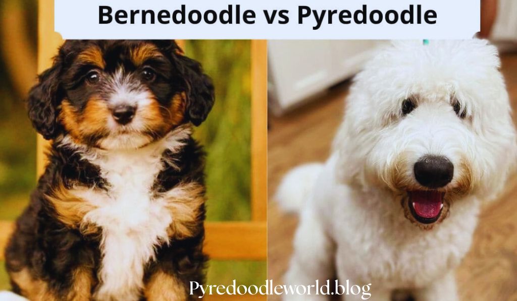 Comparing a Bernedoodle vs Pyredoodle