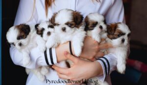 Pyredoodle Breeders