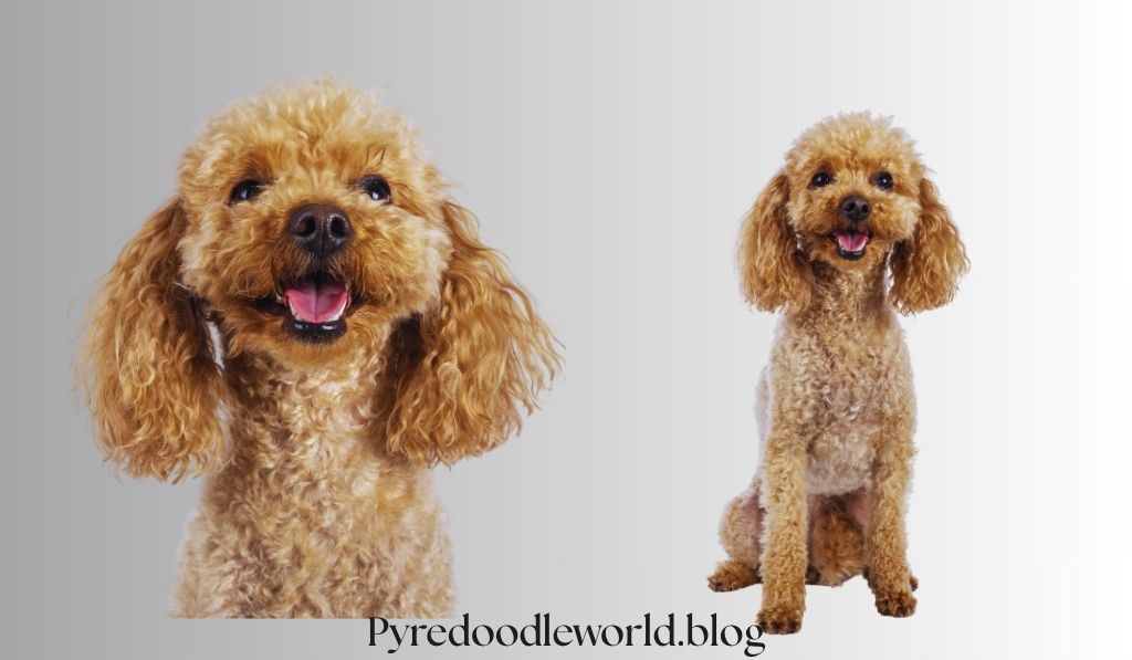 Miniature Pyredoodle