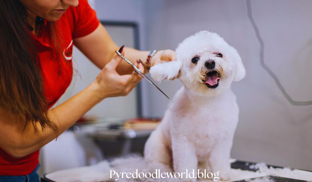Pyredoodle Grooming