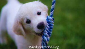 Pyredoodle Training