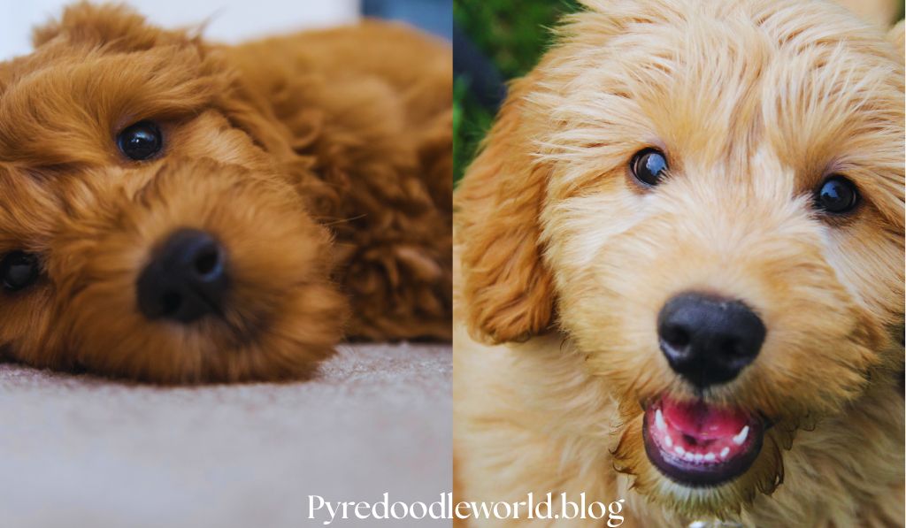 Pyredoodle vs Goldendoodle